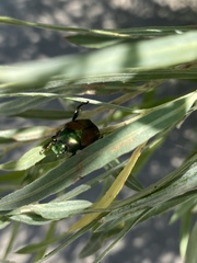 Popillia japonica