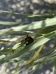 Popillia japonica