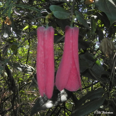 Lapageria rosea