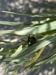 Popillia japonica