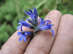 Lobelia gruina