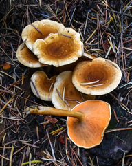 Hygrophoropsis rufa