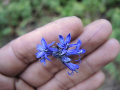 Lobelia gruina