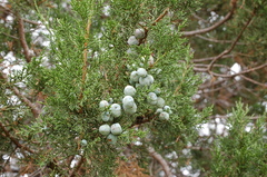 Juniperus deppeana zacatecensis