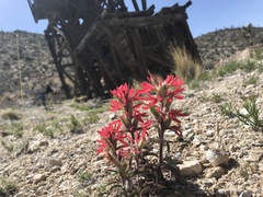 Castilleja chromosa
