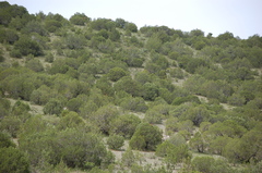 Juniperus deppeana zacatecensis