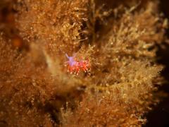 Paraflabellina funeka