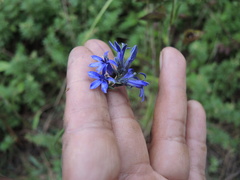 Lobelia gruina