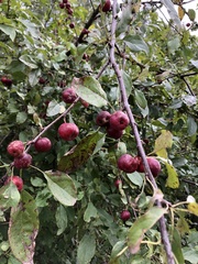 Malus × robusta