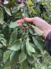 Malus × robusta