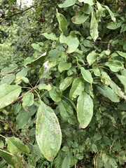 Malus × robusta