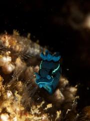Tambja capensis