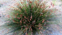 Thamnochortus kammanassiae