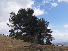 Ceratonia siliqua