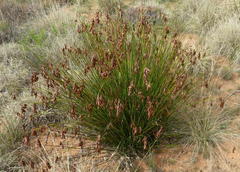 Thamnochortus kammanassiae