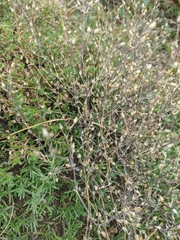 Arenaria leptoclados