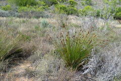 Thamnochortus kammanassiae