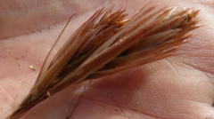 Thamnochortus kammanassiae