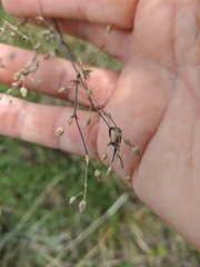 Arenaria leptoclados