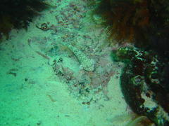 Caffrogobius nudiceps