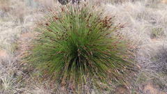 Thamnochortus kammanassiae