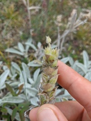 Sideritis catillaris