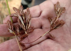 Thamnochortus kammanassiae