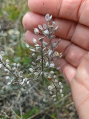 Alyssum calycocarpum
