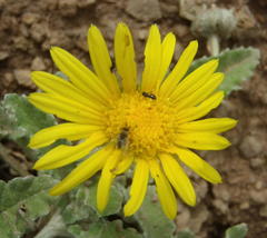 Arctotis arctotoides