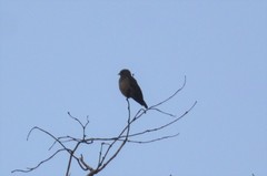 Bradornis fuliginosus