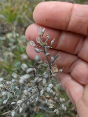 Alyssum calycocarpum
