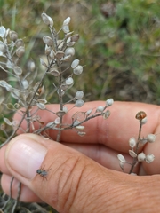 Alyssum calycocarpum