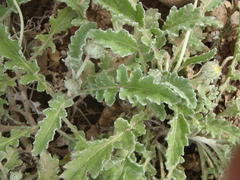 Arctotis arctotoides