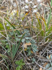 Alyssum calycocarpum