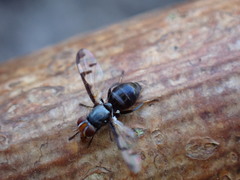 Herina lacustris