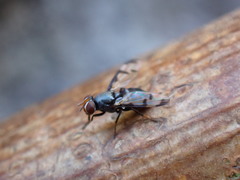 Herina lacustris