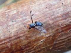 Herina lacustris