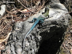 Liolaemus tenuis