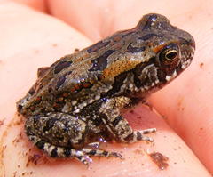 Sclerophrys garmani