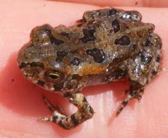 Sclerophrys garmani