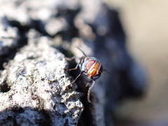 Herina lacustris