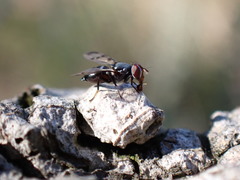 Herina lacustris