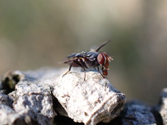 Herina lacustris