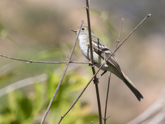 Elaenia parvirostris