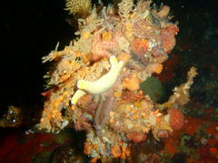 Callopatiria formosa