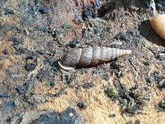 Alinda biplicata