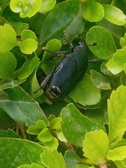 Protaetia morio