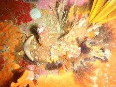 Callopatiria formosa