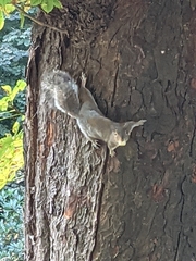 Sciurus carolinensis