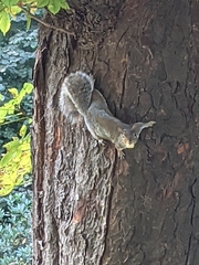 Sciurus carolinensis